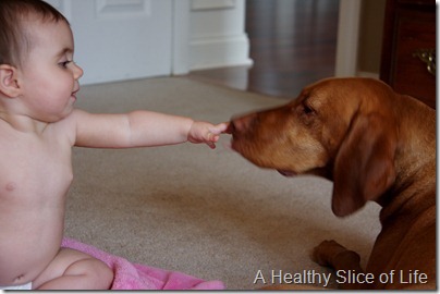 8 months old loves Koda